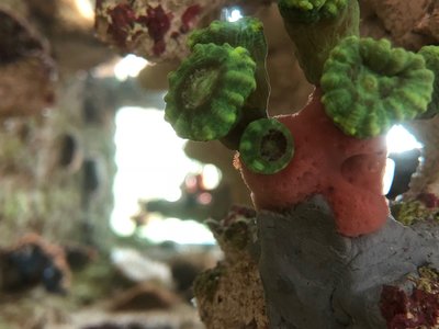 Scwamm an Caulastrea.jpg