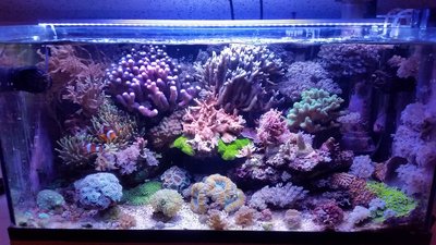 Aquarium vor dem Umbau