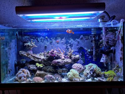 Aquarium nach dem Umbau