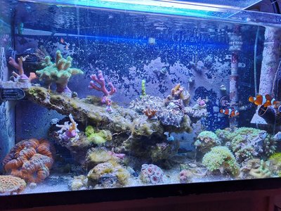 Aquarium mit Fadenalgen