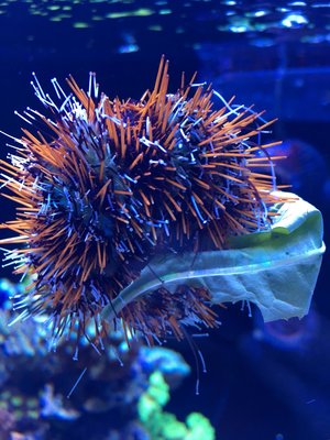 t.gratilla Fütterung mit Löwenzahn