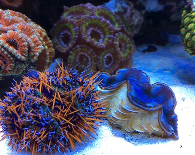 t.gratilla mit t.maxima