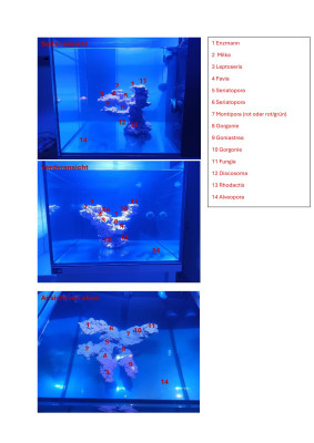 Planung Position Korallen Stand 25.4.2025.jpg