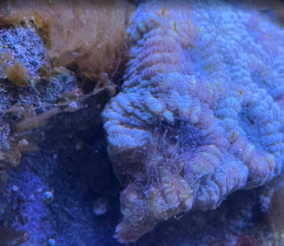 Acan.jpg