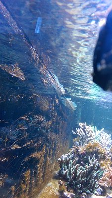 dino 3 rückwand.jpg