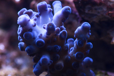 Acropora Carduus