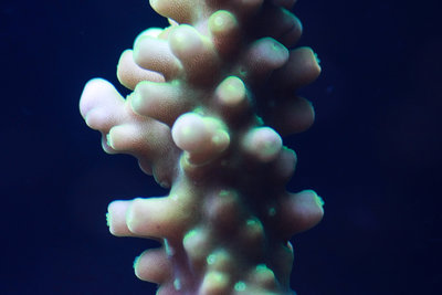 Acropora Vaughani