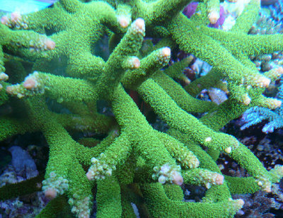 Acropora teres.jpg