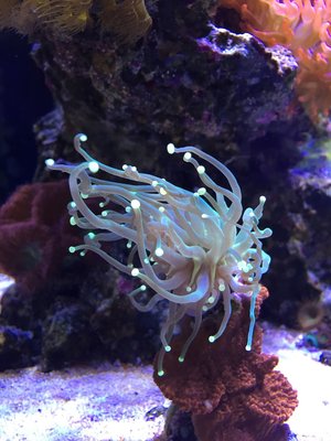 Euphyllia glabrescens - glasig - war sonst immer schön grün