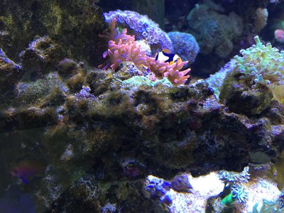 Bewuchs auf den Steinen