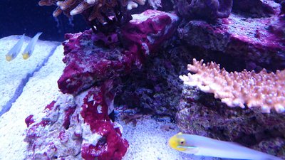 DSC_0532.jpg