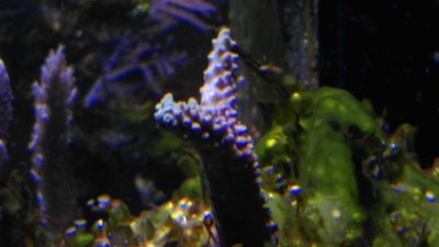 20160813 Acropora.jpg