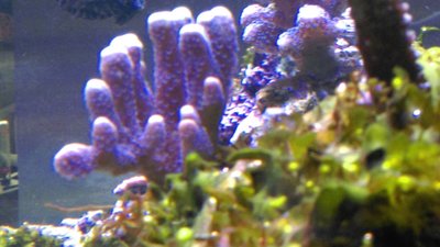 20160813 Montipora von hinten.jpg