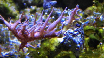 20160813 Seriatopora.jpg