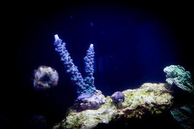 Acro Blau_13.11.16.jpg