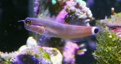 Blenny.jpg