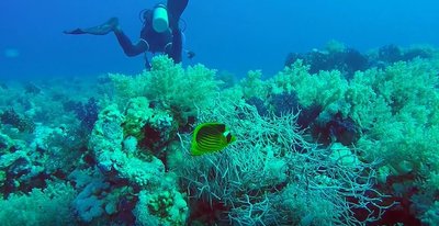 Litophyton &amp; Dendronephthya soweit das Auge reicht